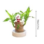 Braziliaanse planten indoor geluksholt plant set kleine mini-plant desktopplanten Braziliaanse houtplant met monniken Braziliaans hout plantenstronk hout hydrocultuurplant