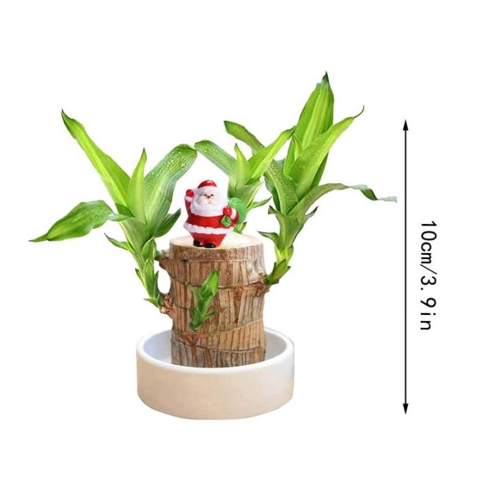 Braziliaanse planten indoor geluksholt plant set kleine mini-plant desktopplanten Braziliaanse houtplant met monniken Braziliaans hout plantenstronk hout hydrocultuurplant