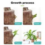 Mini Brasilien Lucky Wood - Hydroponische brasilianische Glücksholz-Tischpflanzen, Miniatur-Bambuspflanze für den Innenbereich, lebende Feng Shui-Dekoration, einfaches Wachstum (