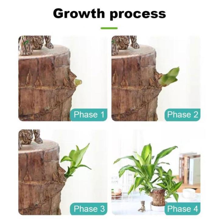 Mini Brasilien Lucky Wood - Hydroponische brasilianische Glücksholz-Tischpflanzen, Miniatur-Bambuspflanze für den Innenbereich, lebende Feng Shui-Dekoration, einfaches Wachstum (