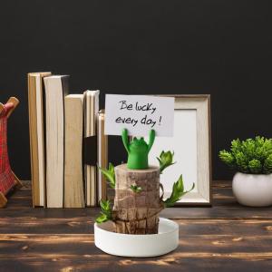 Mini Brasilien Lucky Wood, Brazilian Lucky Wood Plant, NEW Brazil Lucky Wood Plant, Magical Sprouting Lucky Bamboo Wood, Brazilian Wood Hydroponic Plant Decor (Pig)