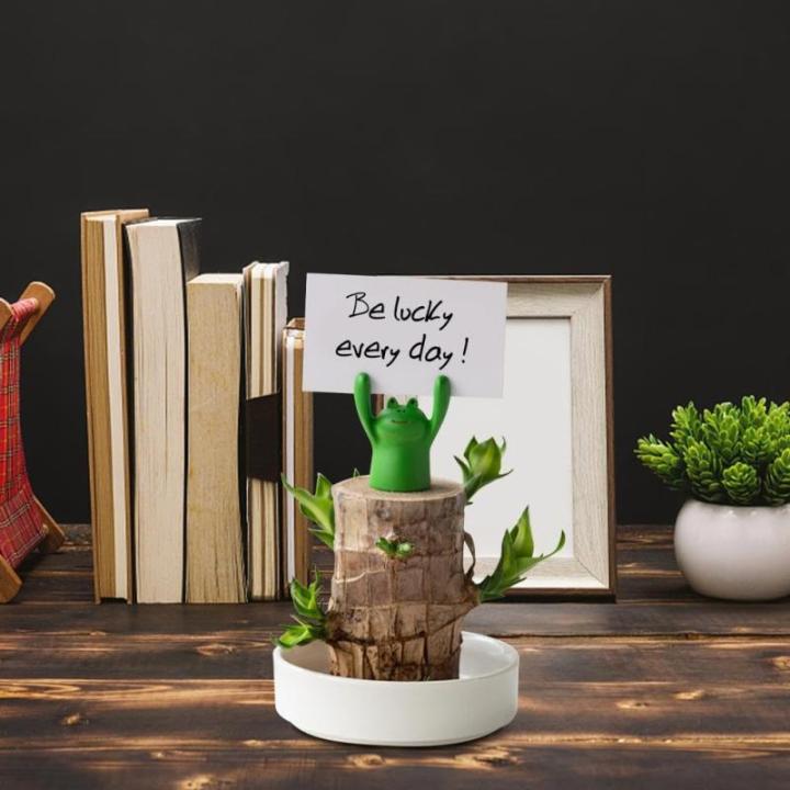 Mini Brasilien Lucky Wood, Brazilian Lucky Wood Plant, NEW Brazil Lucky Wood Plant, Magical Sprouting Lucky Bamboo Wood, Brazilian Wood Hydroponic Plant Decor (Pig)