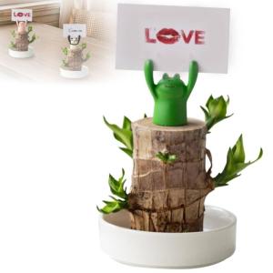 Mini Brasilien Lucky Wood, Brazilian Lucky Wood Plant, NEW Brazil Lucky Wood Plant, Magical Sprouting Lucky Bamboo Wood, Brazilian Wood Hydroponic Plant Decor (Frog)