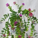 2 stuks aan de muur, kunsthangplanten, bloemenhangers, klimop, kunstrozen, rode bloemen, kunstplanten, hangers voor balkon, 90 cm (rood, roze)