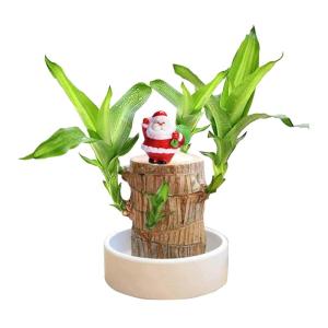 Braziliaanse planten indoor geluksholt plant set kleine mini-plant desktopplanten Braziliaanse houtplant met monniken Braziliaans hout plantenstronk hout hydrocultuurplant