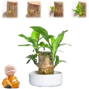 Brazilian Wood Plant,Mini Brazil Lucky Wood,Brazilian Lucky Wood Desk,Brazilian Lucky Bamboo Wood Hydroponic Potted Plant Stump,Office Desktop Plant (Lucky Wood+Monk-Color Random)