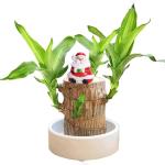 Braziliaanse planten indoor geluksholt plant set kleine mini-plant desktopplanten Braziliaanse houtplant met monniken Braziliaans hout plantenstronk hout hydrocultuurplant