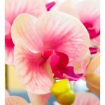 Kunstblumen Künstliche Blumen, Ochiden, Pflanzen, künstliche Orchidee im Topf, Phalaenopsis-Arrangement, Blumen, Pflanzen, Bonsai-Tischdekoration für jeden Anlass