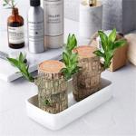 Brazilian Wood Plant,Mini Brazil Lucky Wood,Brazilian Lucky Wood Desk,Brazilian Lucky Bamboo Wood Hydroponic Potted Plant Stump,Office Desktop Plant (Lucky Wood+Doll-Color Random)