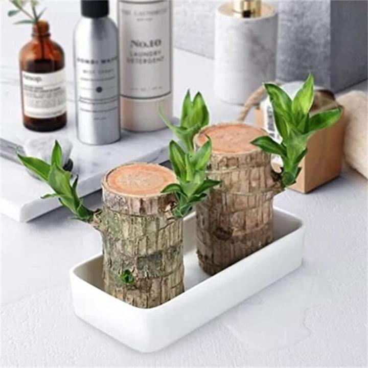 Brazilian Wood Plant,Mini Brazil Lucky Wood,Brazilian Lucky Wood Desk,Brazilian Lucky Bamboo Wood Hydroponic Potted Plant Stump,Office Desktop Plant (Lucky Wood+Doll-Color Random)
