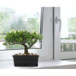 Kunstmatige bonsai in pot, kunstmatige bonsai-boom, bonsai kunstplant als echt, Japanse decoratie, kunstboom, bonsai, podocarpus, kunstkamerplanten voor badkamerdecoratie, bureau, 