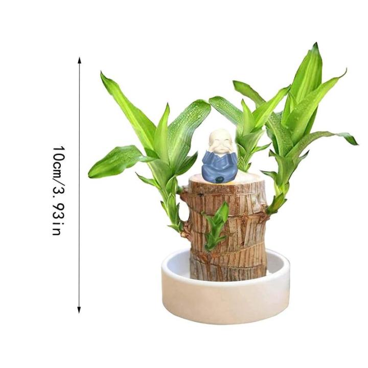 Braziliaanse planten indoor geluksholt plant set kleine mini-plant desktopplanten Braziliaanse houten plant met monnetje Braziliaans hout plantenstronk hout hydrocultuurplant (blau