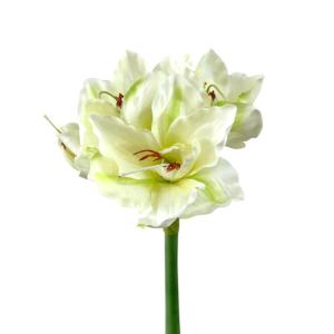Kunstblume Amaryllis ca. 66cm, 1 Stängel mit 4 Blüten. Künstliche Amaryllis, Ritterstern, Weihnachtsdeko Winterdeko. GRÜN-Creme