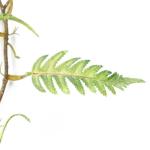 Ontwerp kunstmatige hangende planten