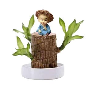 Braziliaans gloeiend hout, Braziliaanse houten plant, mini gelukshhout uit Braziliaanse houten plant met monnikstandbeelden, desktopplant, Braziliaanse houtplant, stomp