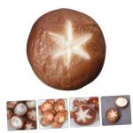 5 Stück Simulierte Shiitake Pilze Kleine Pilz Dekoration Simulierte Pilz Dekoration Künstliche Pilze Dekorative Foto Requisite Mini Künstliche Pilze Realistische Shiitake