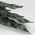 Sansevieria , 2 stuks, hoogte 64 cm, , decoratie, woonkamer, plant, kamerplanten, balkon, kantoor, decoratie, kunstplant voor tuin, kantoordecoratie