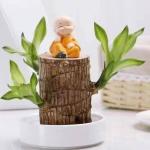 Mini Brasilien Lucky Wood - Hydroponische brasilianische Glücksholz-Tischpflanzen, Miniatur-Bambuspflanze für den Innenbereich, lebende Feng Shui-Dekoration, einfaches Wachstum (
