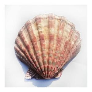 5 stuks dikke grote jakobsschelpen huis decoraties rekwisieten fotografie schaal aquarium bergkristal