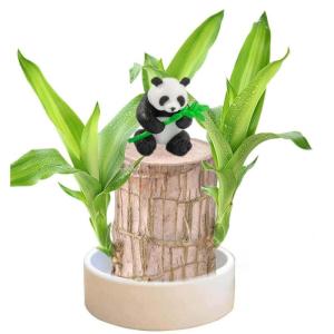 Braziliaanse planten indoor gelukshhouten plant, set kleine mini-plant, desktopplanten, Braziliaanse houtplant met monniken, Braziliaans hout, plantenstronk, hout, hydrocultuurplan