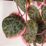 Ontwerp kunstmatige hangende planten
