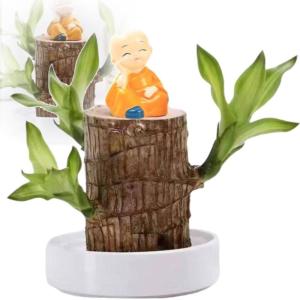 Mini Brasilien Lucky Wood - Hydroponische brasilianische Glücksholz-Tischpflanzen, Miniatur-Bambuspflanze für den Innenbereich, lebende Feng Shui-Dekoration, einfaches Wachstum (