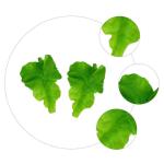 10 Sätze PVC-Salat Obstdekor Realistisches Essen Gemüse-Foto-Requisiten Grünes Dekor Künstliches Gemüseblatt Gefälschtes Gemüse Künstliche Salatblätter Green 2 Stück * 10