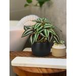 Set van 3 als echte kunstkamerplanten, decoratieve planten voor woonkamer, badkamer, hoogte ca. 15 cm, in zwarte keramische pot