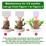 Mini Brazil Lucky Wood, Brazilian Lucky Wood Plant, NEW Brazil Lucky Wood Plant, Magical Sprouting Lucky Bamboo Wood, Brazilian Wood Hydroponic Plant Decor (Panda)