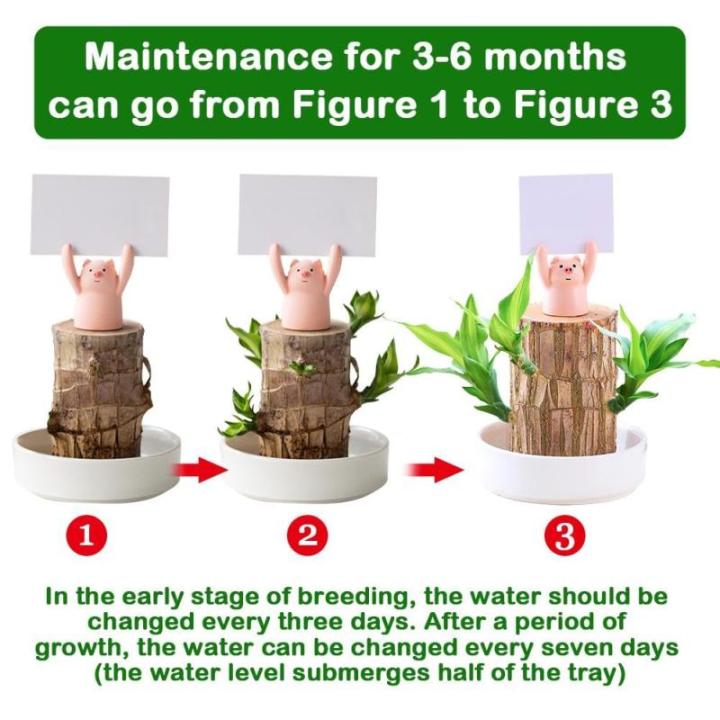 Mini Brazil Lucky Wood, Brazilian Lucky Wood Plant, NEW Brazil Lucky Wood Plant, Magical Sprouting Lucky Bamboo Wood, Brazilian Wood Hydroponic Plant Decor (Panda)
