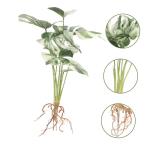 dekorative Kunstpflanze bücherregal Dekoration buchregal Dekoration künstliches Pflanzendekor kleine Kunstpflanze Baum Monstera-Dekor für den Haushalt künstliche Monstera-Pflan