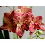 Kunstblumen Künstliche Orchideenblüten, natürliche Phalaenopsis-Orchideen, Bonsai-Fälschungspflanzen, Tischaufsätze zur Dekoration, Kunsttopf für jeden Anlass