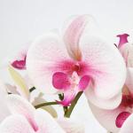 Kunstplant orchideeën kunstbloemen kunstbloemen als echt met echte bloemen in keramische pot tafeldecoratie vensterbank decoratie, hoogte 44 cm, roze