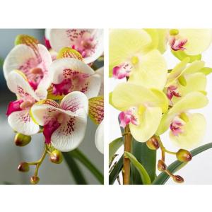 Kunst Phalaenopsis Modieuze Potplanten Decoratie Bloemstukken Tafeldecoraties