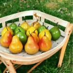 Kunstdecoratieve peertjes, 15 stuks (kleurrijk, 20-40 g/stuk) - levensecht plastic fruit, plastic vruchten, voor decoratie, etalage, huishouden, keuken, feest, hotel, kinderkeuken,