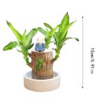 Braziliaanse planten indoor geluksholt plant set kleine mini-plant desktopplanten Braziliaanse houten plant met monnetje Braziliaans hout plantenstronk hout hydrocultuurplant (blau