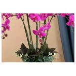 Kunstblumen Künstliches Blumenset, künstliche Phalaenopsis-Blumen, Pflanzenarrangement mit Keramiktopf, künstliche Ornamente in schöner Form für jeden Anlass