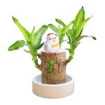 Braziliaanse planten indoor geluksholt plant set kleine mini-plant desktopplanten Braziliaanse houtplant met monniken Braziliaans hout plantenstronk hout hydrocultuurplant