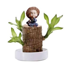 Braziliaans gloeiend hout, Braziliaanse houten plant, mini gelukshhout uit Braziliaanse houten plant met monnikstandbeelden, desktopplant, Braziliaanse houtplant, stomp