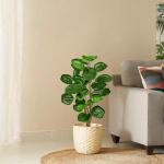 Kunstplant in zwarte pot, 68 cm hoog, kunstmatige Aralia Balfour boom, kunstplant Aralia Polyscias Fabian plant, namaak-kaderaralie, potplant voor thuis, kantoor, woonkamer decorat