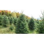Echte kerstboom - Nordmann-spar - vers geslagen kerstboom dennenboom (spar, 80-100 cm)