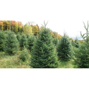 Echte kerstboom - Nordmann-spar - vers geslagen kerstboom dennenboom (spar, 80-100 cm)
