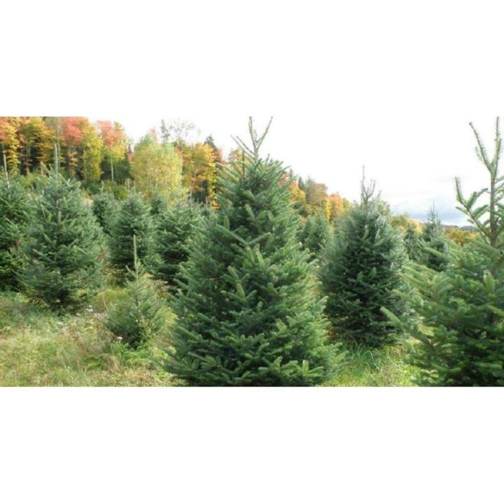 Echte kerstboom - Nordmann-spar - vers geslagen kerstboom dennenboom (spar, 80-100 cm)