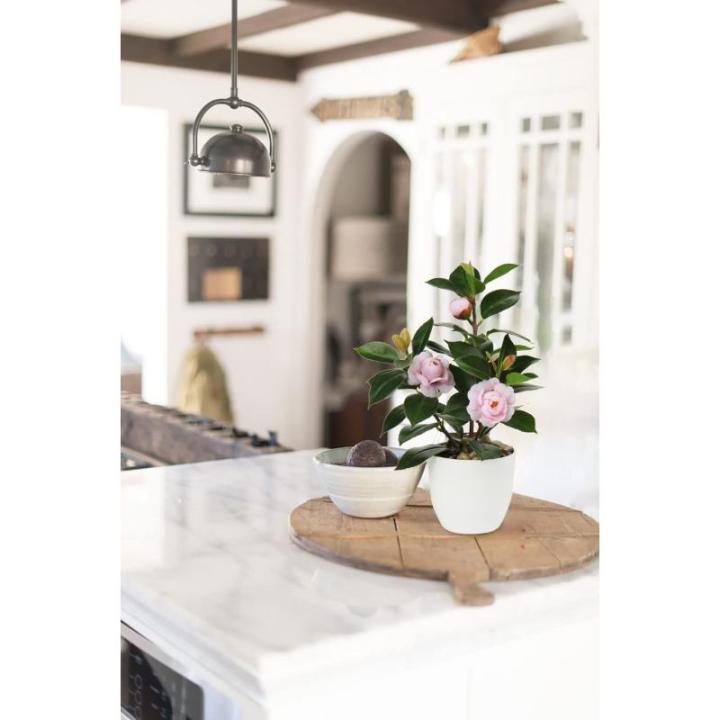 28cm Kunstpflanzen im Topf für Heimdekoration Künstliche Zimmerpflanze Camellia, Blumenarrangements Heim- und Büro Dekoration Desktop Bonsai, Kunstpflanzen mit Töpfen Tischdeko