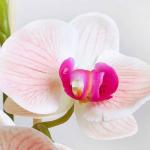 Kunstblumen Künstliche Blumen für den Innenbereich, Seidenorchideenblüten in Goldener Keramikvase, Dekorationsgeschenk für Freunde und Familie, schöne Form für jeden Anlass