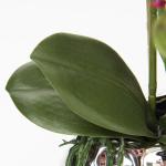 Kunstplant orchideeën kunstbloemen kunstbloemen als echt met echte bloemen in keramische pot tafeldecoratie vensterbank decoratie, hoogte 44 cm, roze