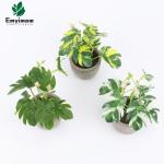 3 stuks , mini-, echte eucalyptus, rozemarijn, babyborrel, klein, met potten, tafeldecoratie, huis, balkon, kantoor, decoratie (3, groen)
