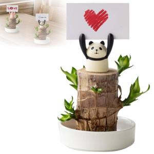 Mini Brazil Lucky Wood, Brazilian Lucky Wood Plant, Hydroponic Tree Stump IndoorOffice Desktop Plant to Purify Indoor Air Live Feng Shui Decor, Easy Growth (Panda)