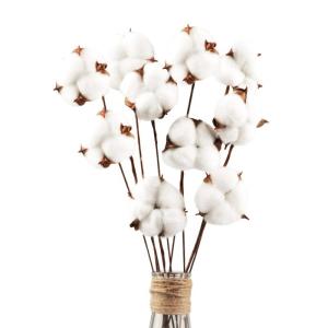 10 stuks katoenen decoratie, natuurlijk gedroogde katoen, droogbloemen, decoratie voor de perfecte bruiloft, bloemenarrangementen thuis, decoratie, doe-het-zelf decoratie, thuisfee