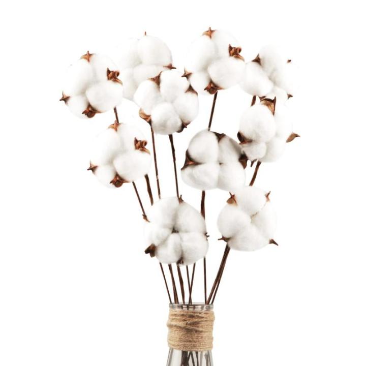 10 stuks katoenen decoratie, natuurlijk gedroogde katoen, droogbloemen, decoratie voor de perfecte bruiloft, bloemenarrangementen thuis, decoratie, doe-het-zelf decoratie, thuisfee